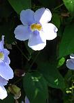 Dominican Flowers